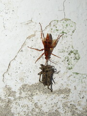 Tachypompilus mendozae