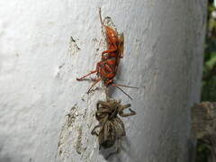 Tachypompilus mendozae