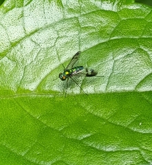 Condylostylus longicornis