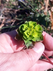 Euphorbia