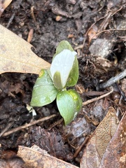 Trillium nivale