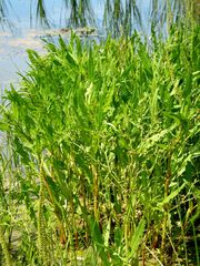Rumex maritimus