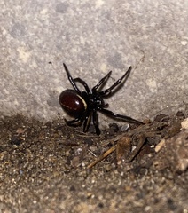 Steatoda paykulliana