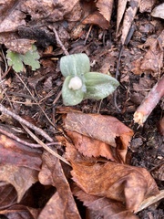 Trillium nivale