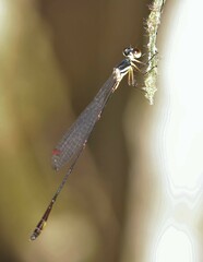 Drepanosticta actaeon