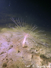 Pachycerianthus solitarius