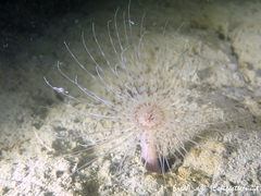 Pachycerianthus solitarius