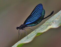 Matronoides cyaneipennis