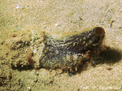 Phallusia fumigata