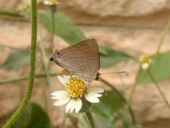 Deudorix livia