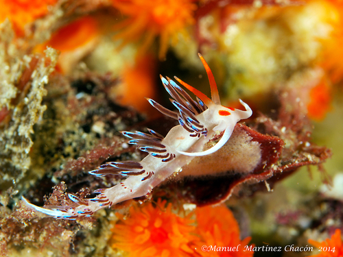 Cratena Slug, photo 5 of 10