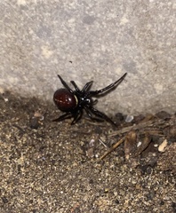 Steatoda paykulliana