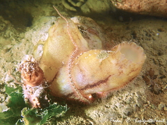 Phallusia mammillata