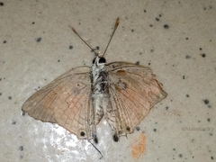 Deudorix livia