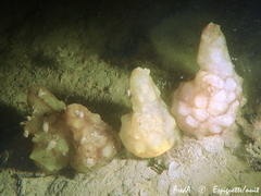 Phallusia mammillata