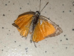 Deudorix livia