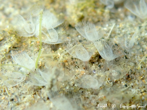 Sand horseshoe worm, Gard, Languedoc-Roussillon, FR, photo 10 of 10
