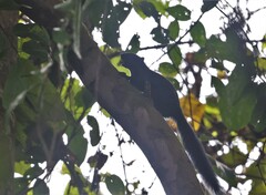 Callosciurus prevostii