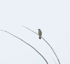 Brachypodius melanocephalos