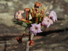 Mandevilla pycnantha