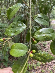 Ocotea divaricata