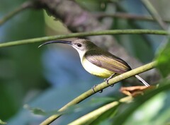 Arachnothera longirostra