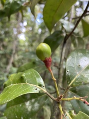 Ocotea divaricata