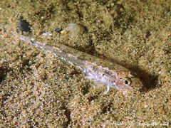 Pomatoschistus marmoratus