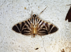 Spilomela perspicata