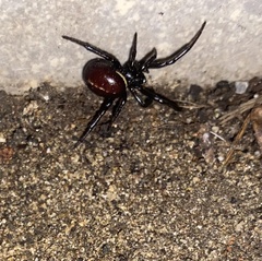 Steatoda paykulliana