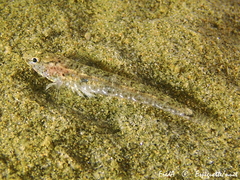 Pomatoschistus marmoratus