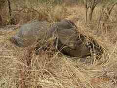 Loxodonta