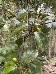 Ocotea divaricata