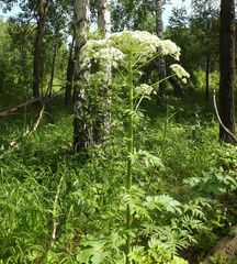 Pleurospermum uralense