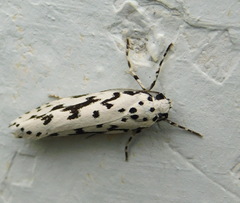 Ethmia candidella