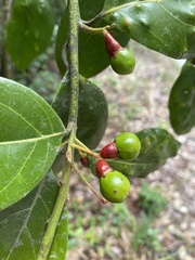 Ocotea divaricata