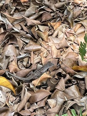Anolis sagrei