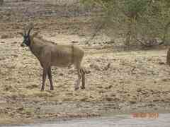 Hippotragus equinus koba