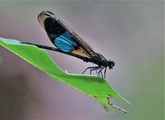Euphaea subcostalis