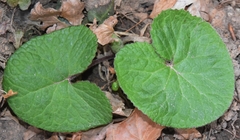 Petasites pyrenaicus