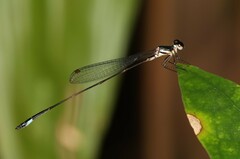 Drepanosticta simuni