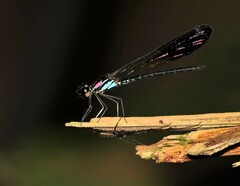 Heliocypha biseriata