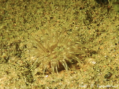 Sagartiogeton undatus
