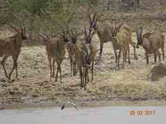 Hippotragus equinus koba