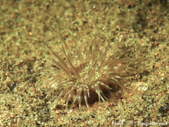 Sagartiogeton undatus