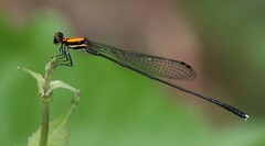 Prodasineura dorsalis