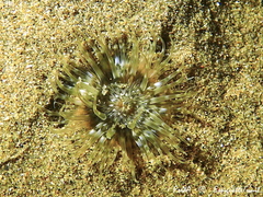 Sagartiogeton undatus