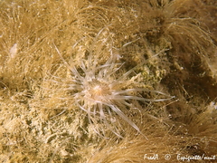 Sagartiogeton undatus