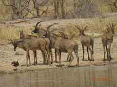 Hippotragus equinus koba