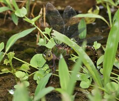 Anax panybeus